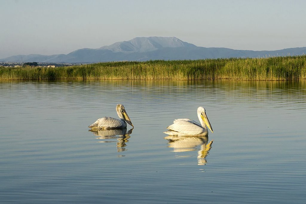 Πετρών